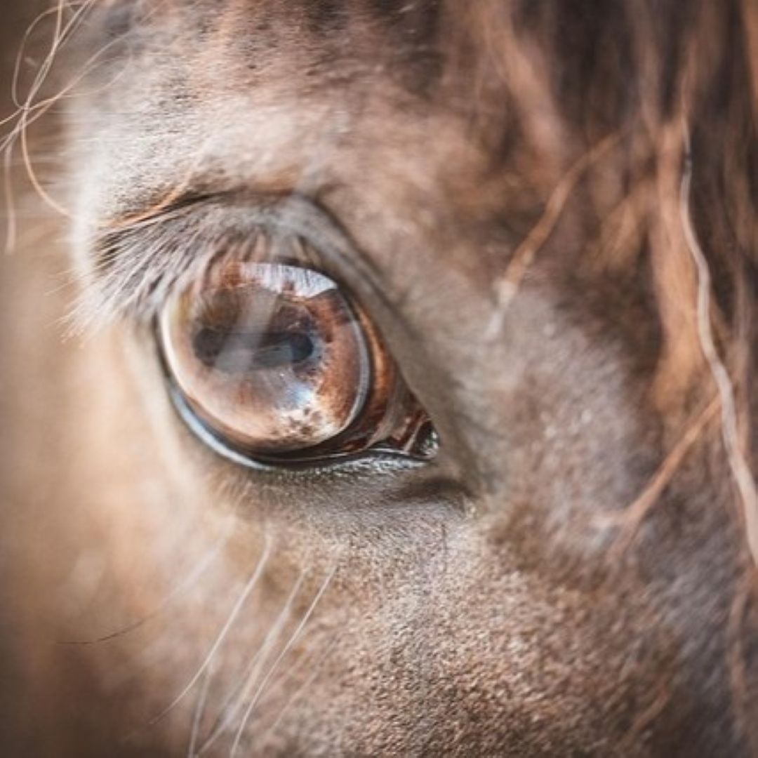 Ako rozpoznať stres u koní a pomôcť im opäť zrelaxovať